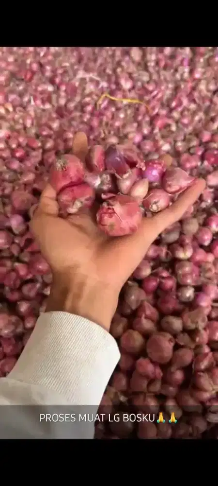 Bawang merah murah