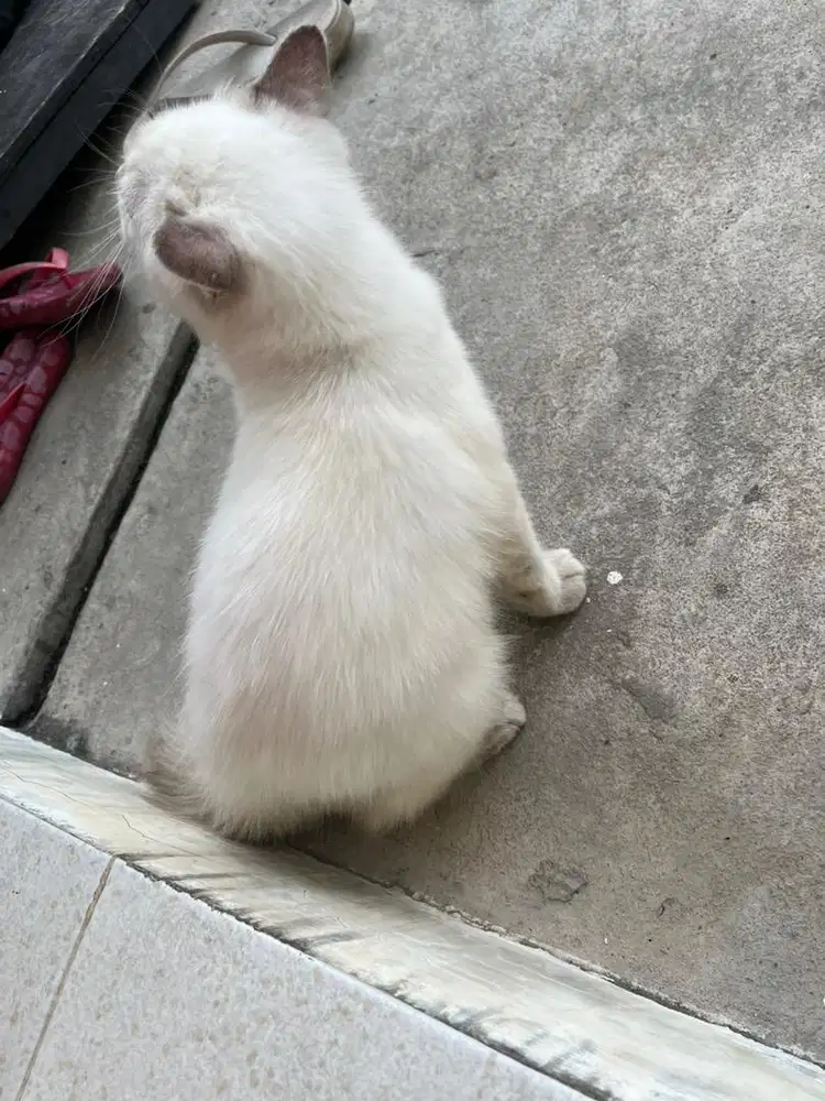 Kitten betina persia medium