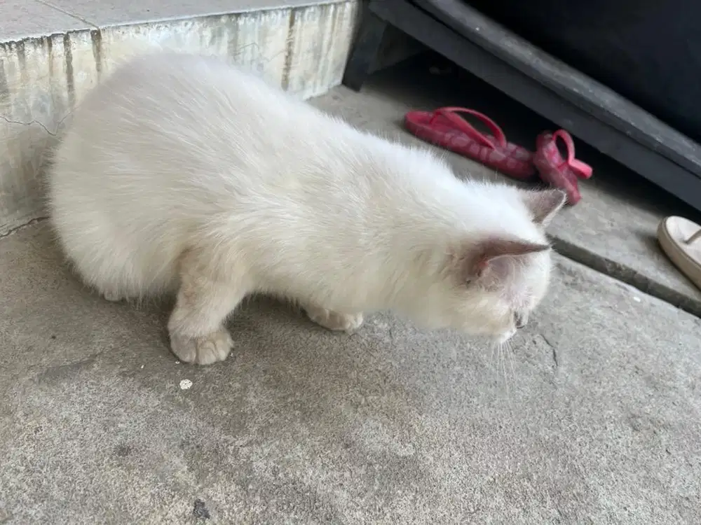 Kitten betina persia medium