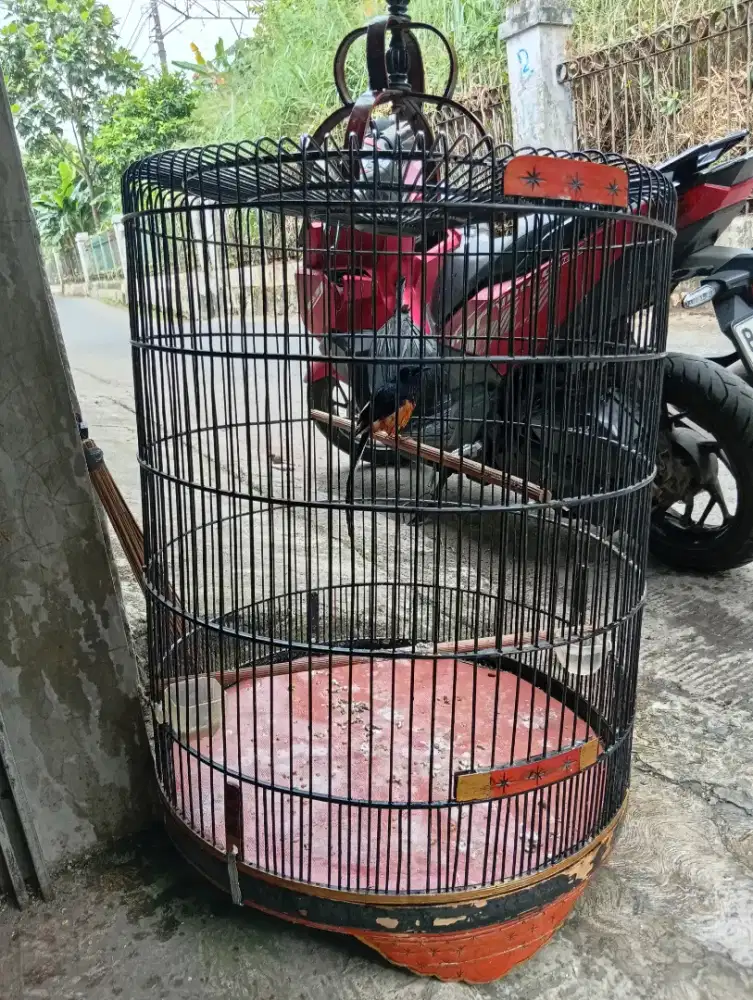Burung murai hutan ganti baju baru