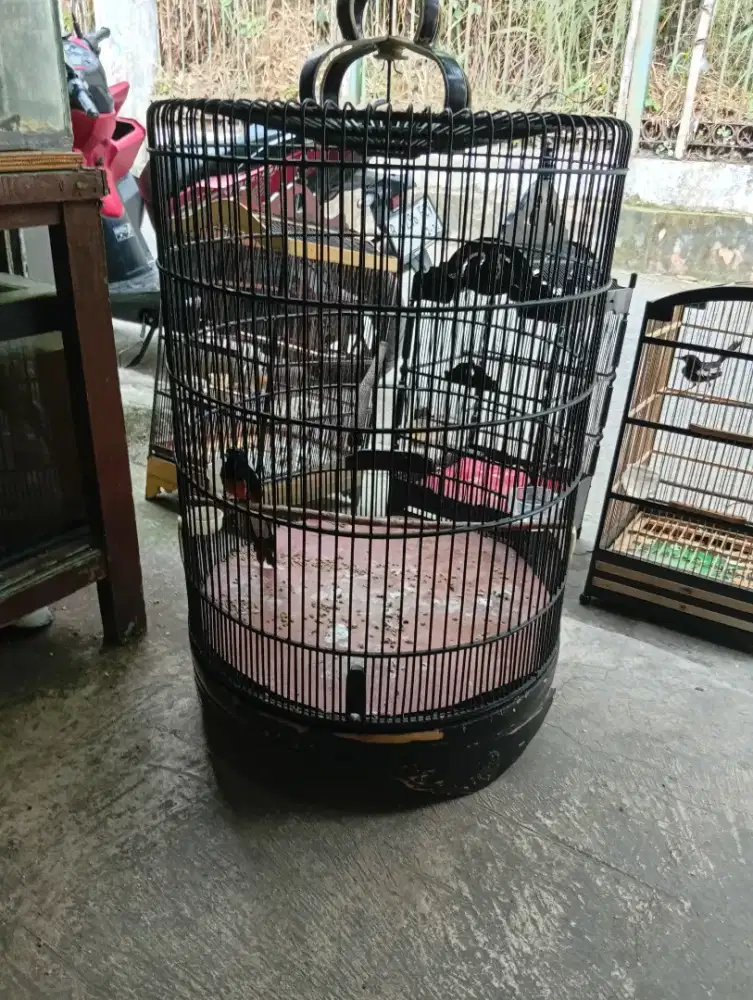 Burung murai prestasi