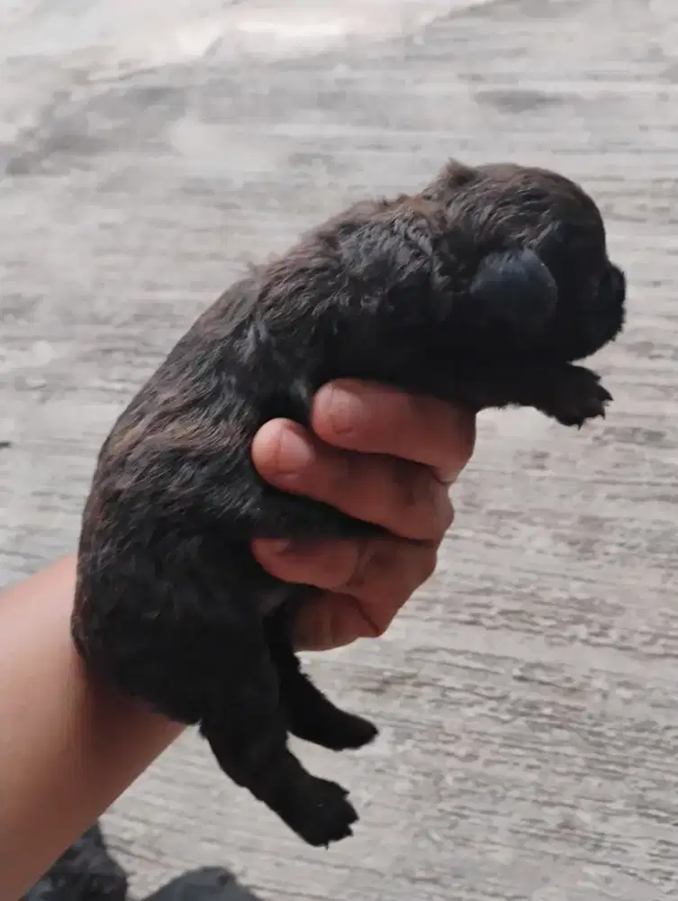 Puppy toy poodle betina party