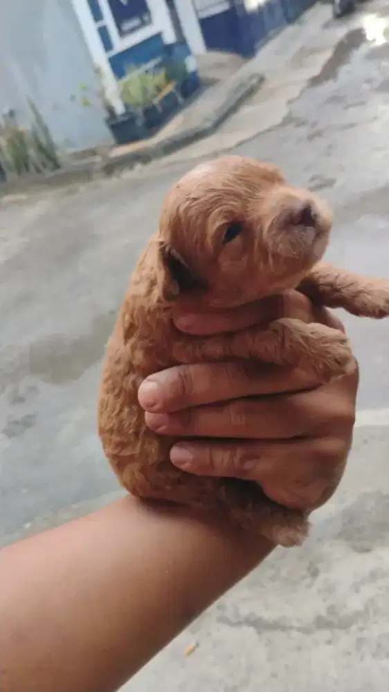 Puppy tinn6 poodle jantan betina