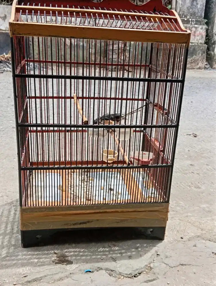 Burung pentet Jawa Timur bunyi semua nya