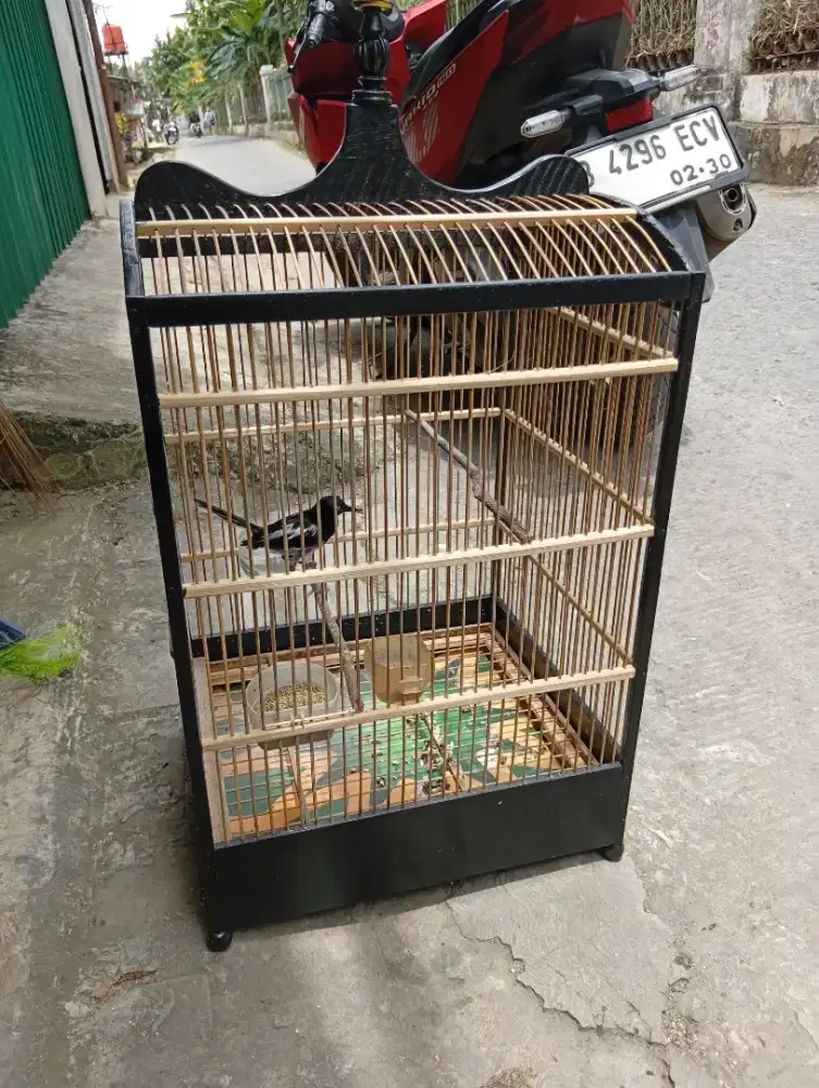 Burung kacer Jawa Barat bunyi rajin