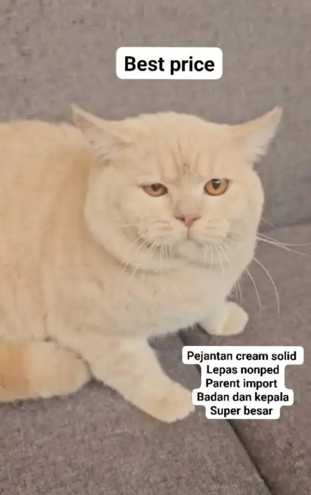 British shorthair pejantan cream big bon