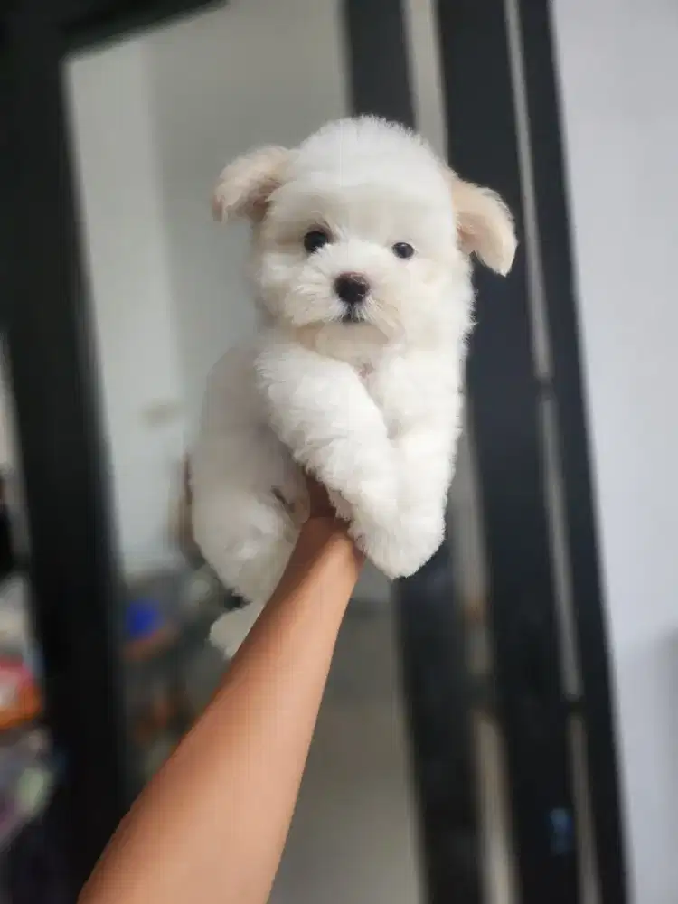 Maltese jantan kosongan