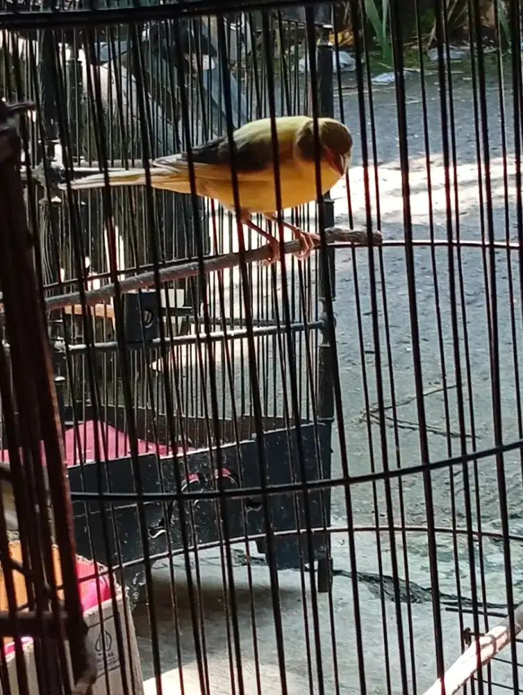 Burung kenari f1 ngeriwik kasar