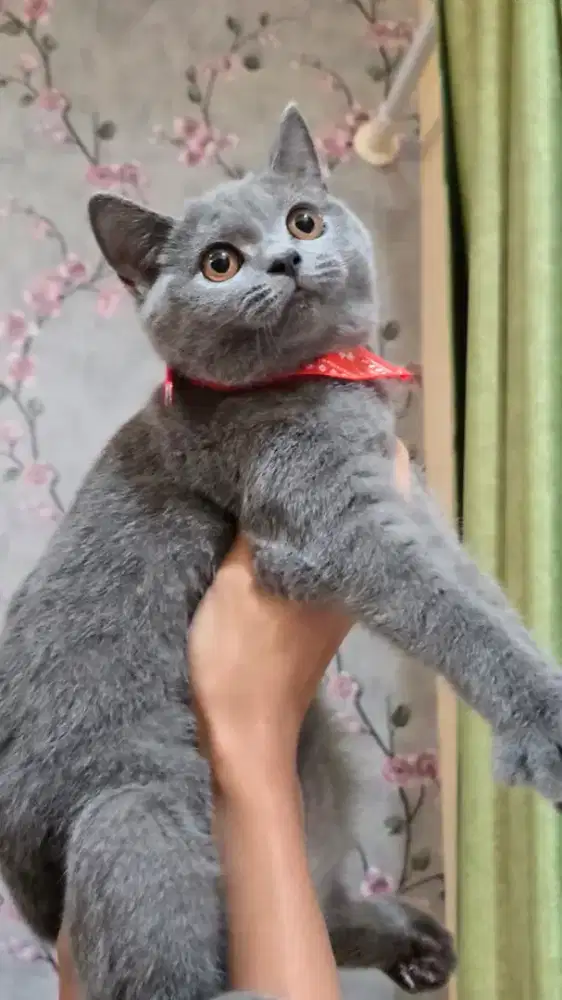 British shorthair betina