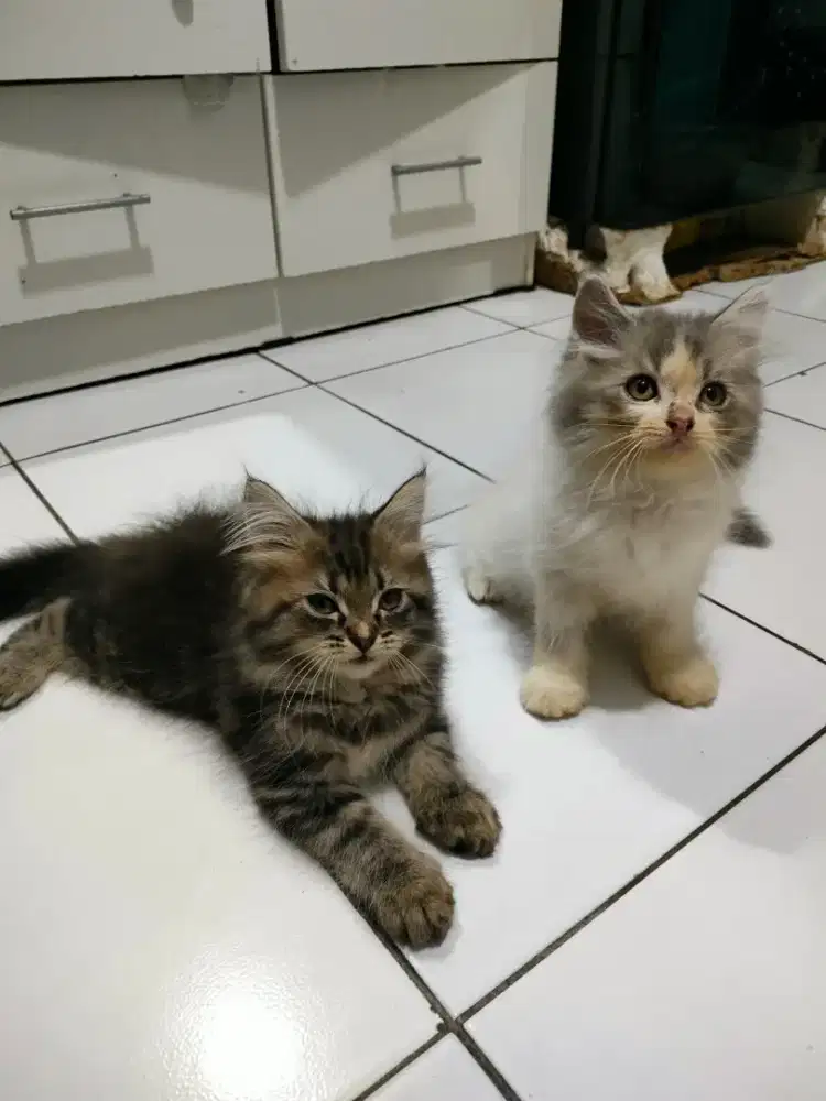 Kitten kucing persia