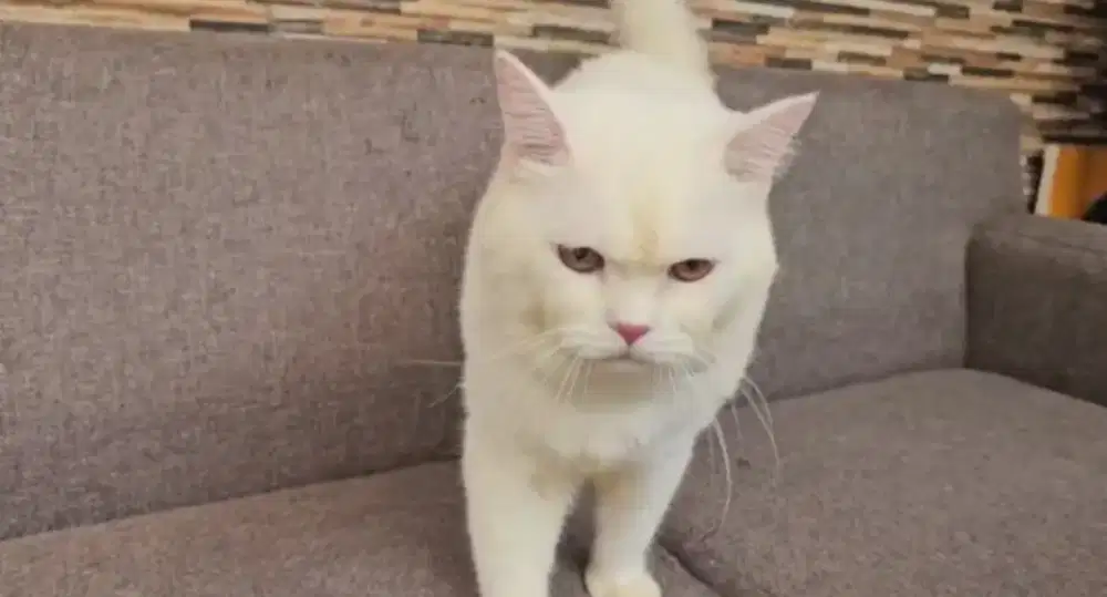 British shorthair white solid