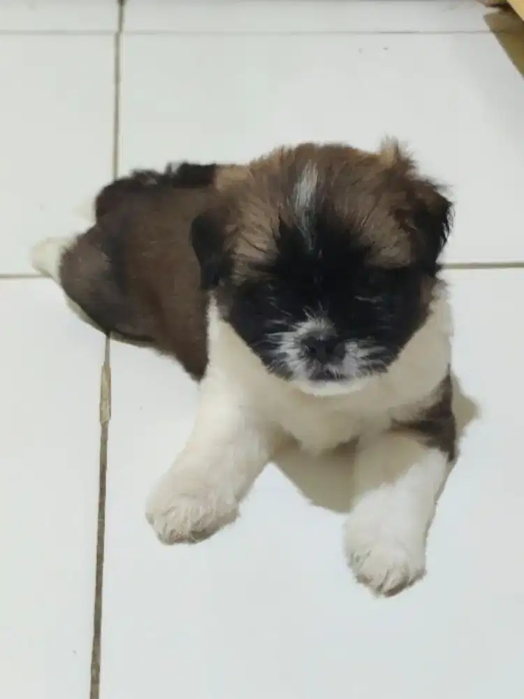 Anak shithzu jantan