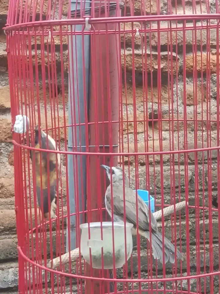 Trucukan girpan plus k