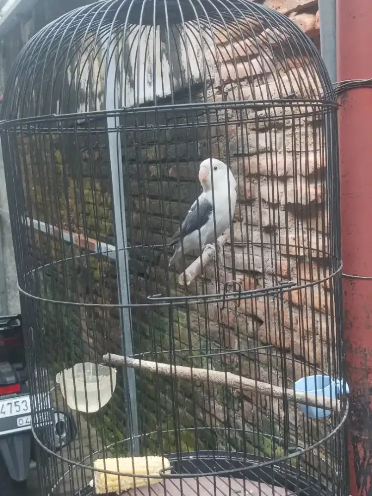 Lb lepas paud bety , harian bunyi standar