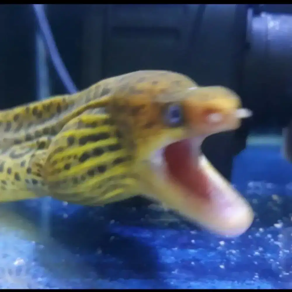 Ikan Moray air tawar 40cm