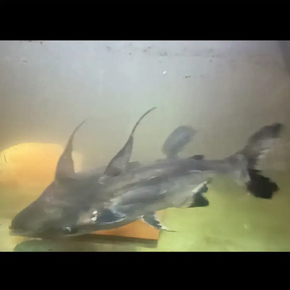 Ikan genghiskhan 40cm+