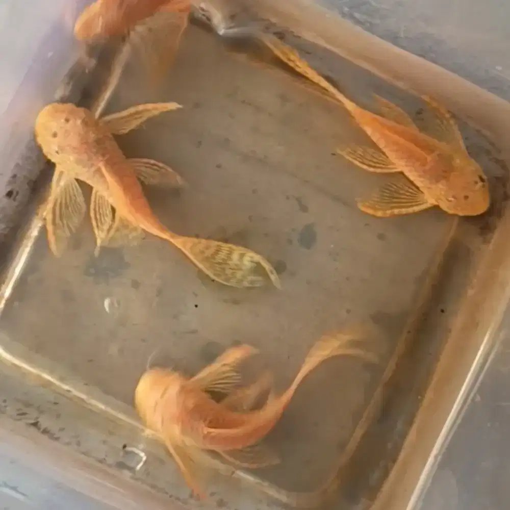 Ikan brushmouth albino slayer 7-8cm