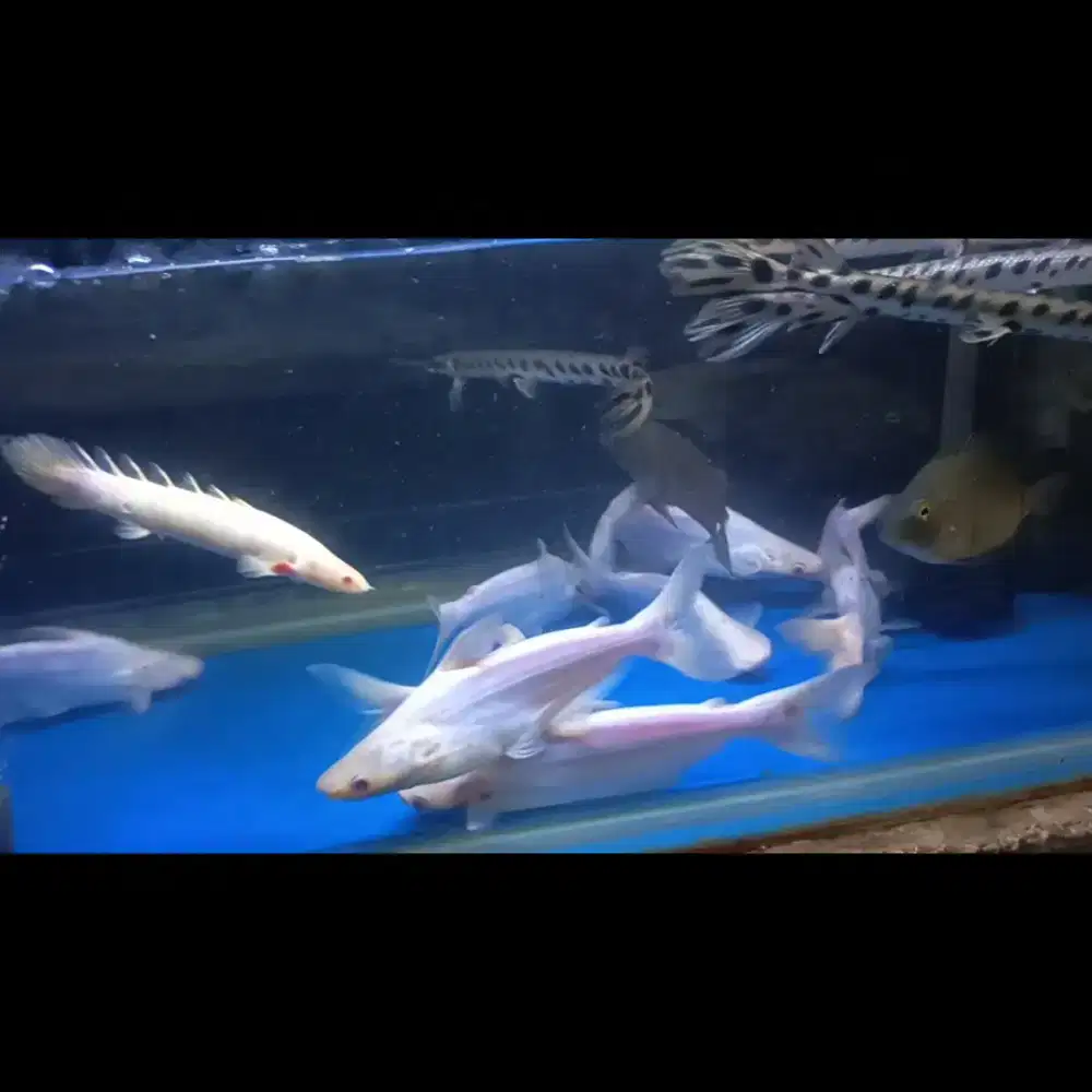 Ikan patin albino 19-20cm