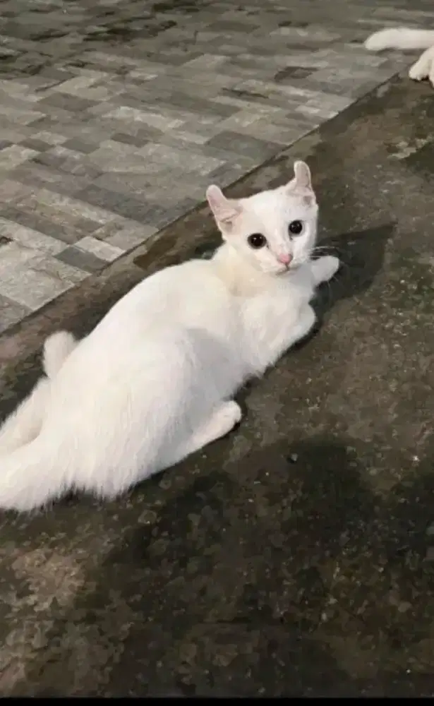 Kitten Munchkin kinkalow NS Odd eye betina