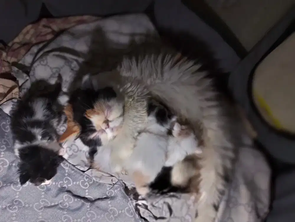 Kucing peaknose+4anak