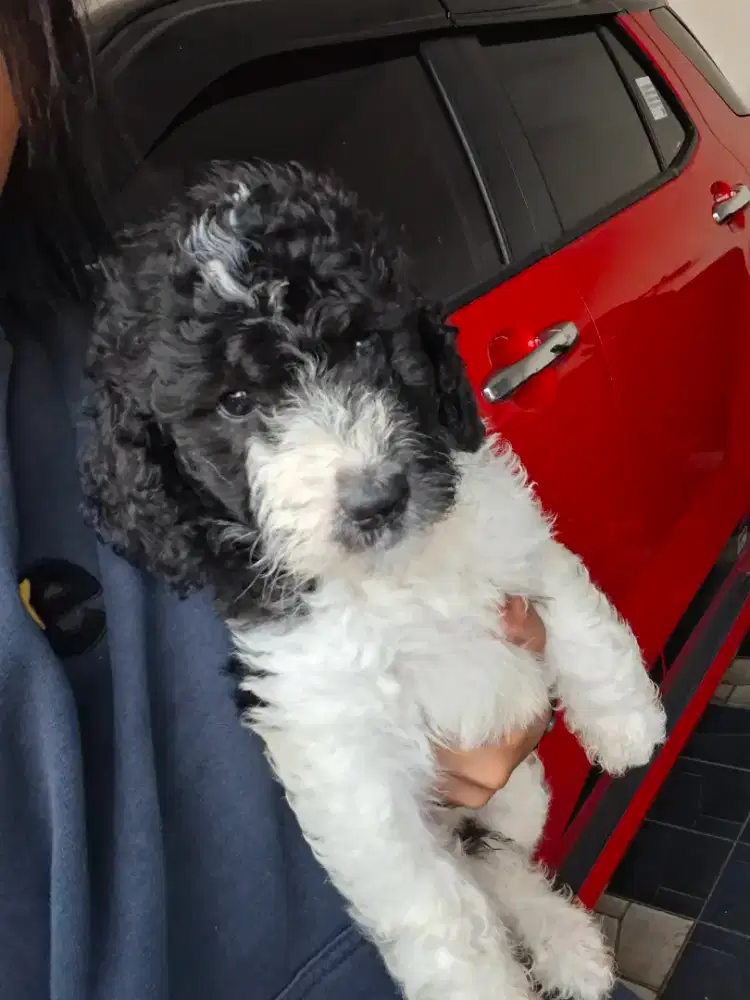 Jual ankan anabul giant poodle