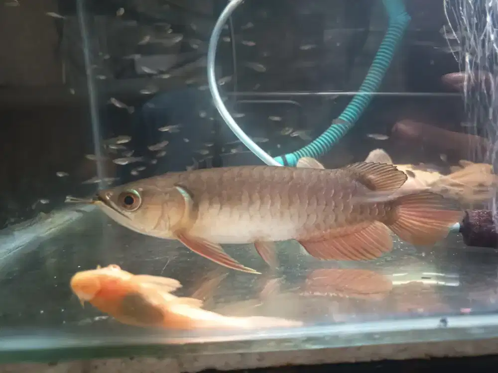 Ikan arwana golden red 18cm