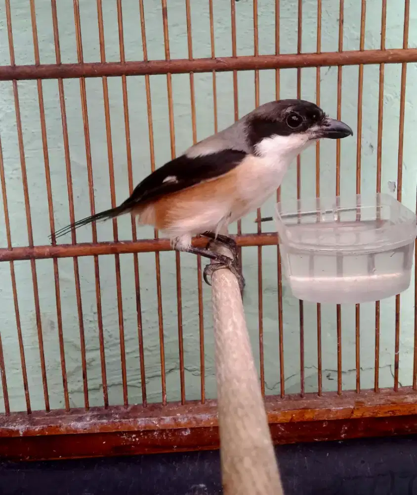 burung cendet pala sembur bahan
