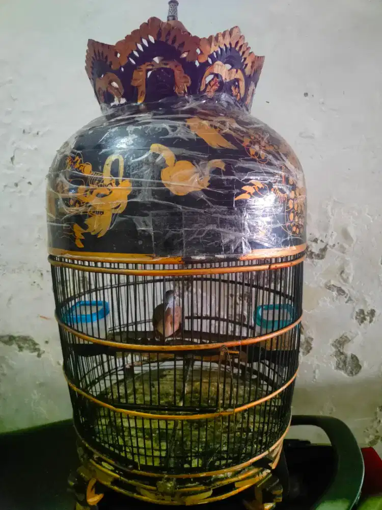 Perkutut Bangkok betina+sangkar