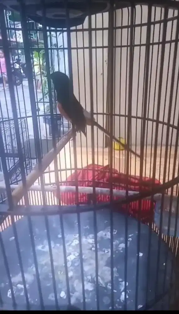 Jual mure batu eks prestasi