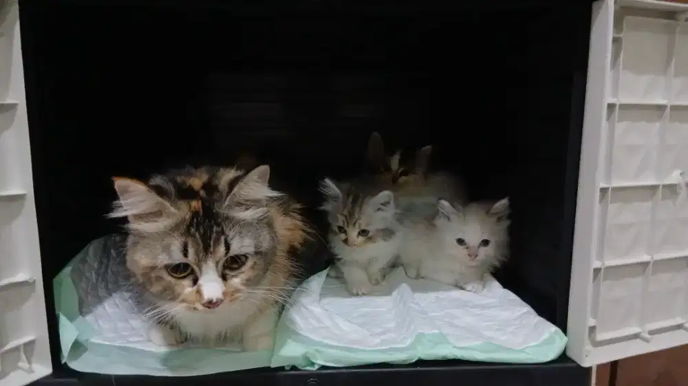 Open Adop kucing persia calico beserta anaknya,1 jantan 2 betiina