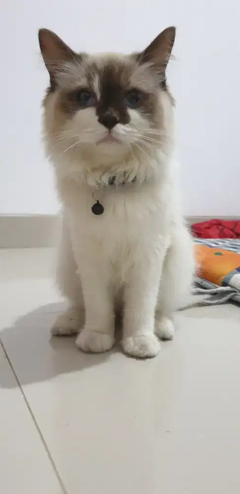 Lepas adop ragdoll pedegree