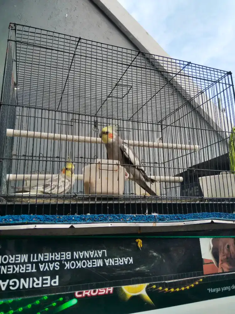 Burung Falk/ Parkir Australia