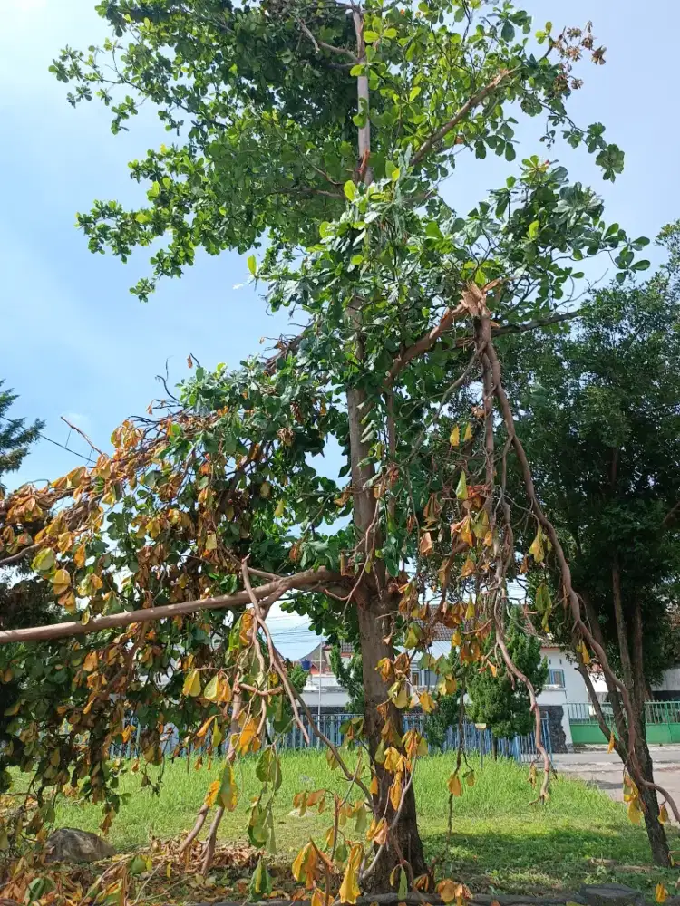 Jasa tebang pohon jogja