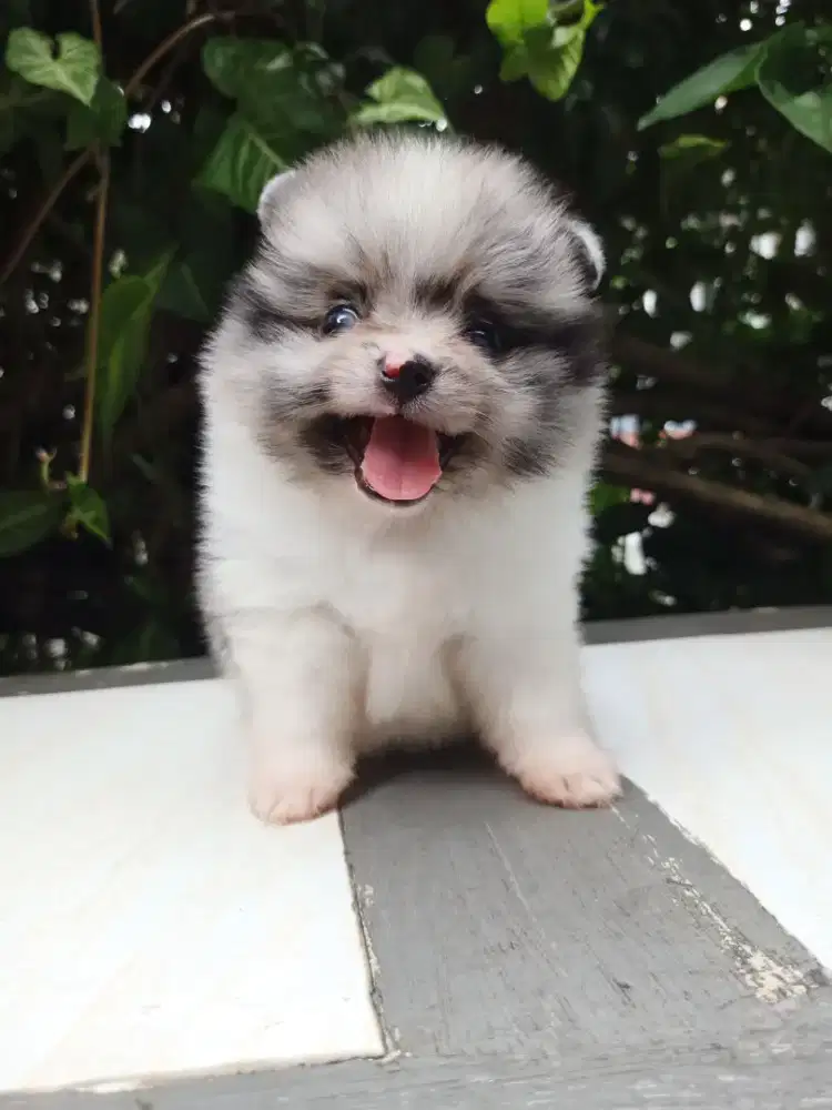 Minipom merle patern nya bagus
