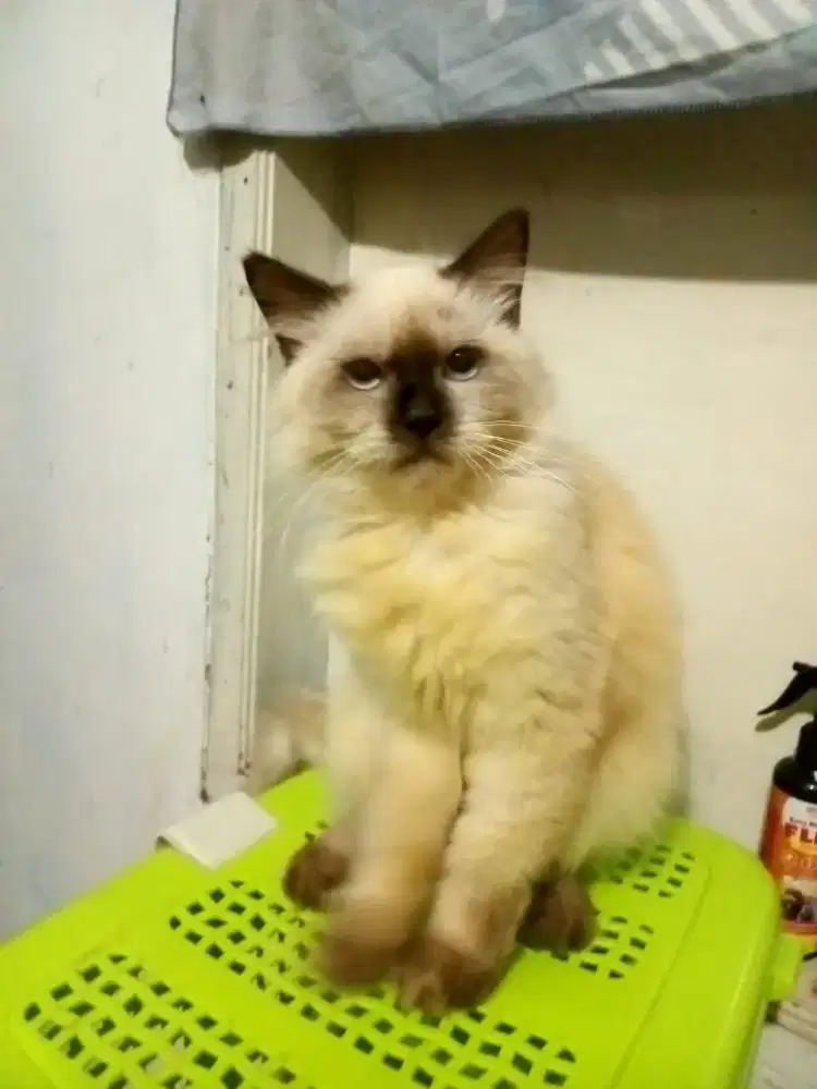 Himalaya jantan 6bulan