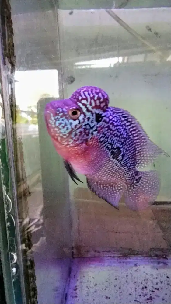 Louhan f3 mata putih