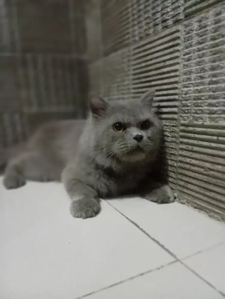 Kucing British longhair jantan