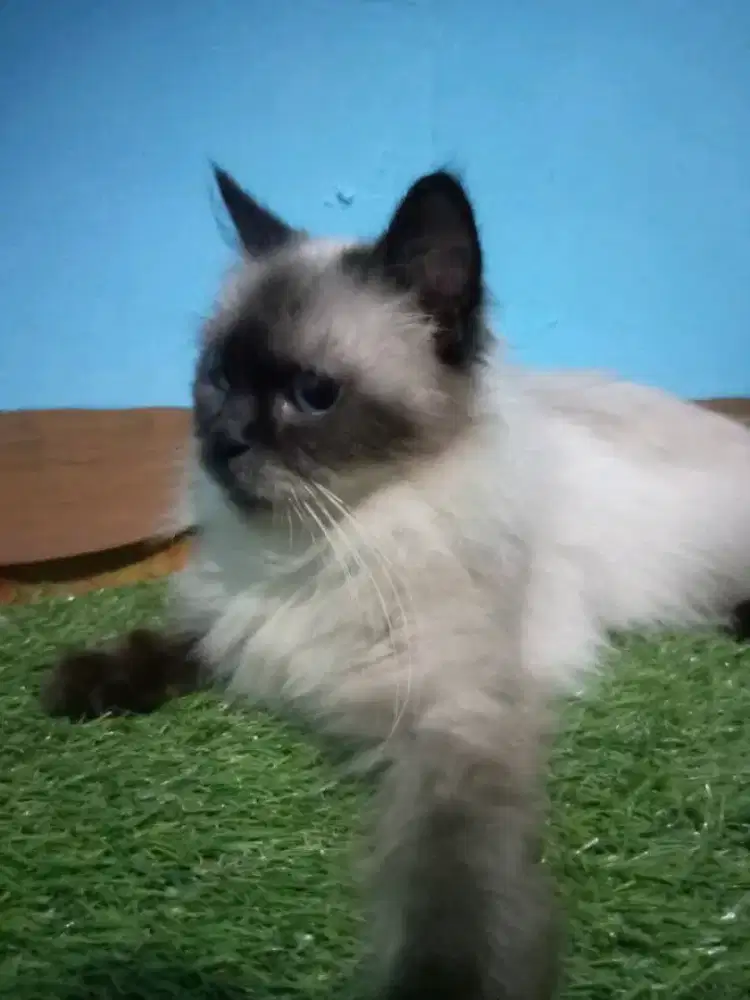 Betina himalaya 18bulan