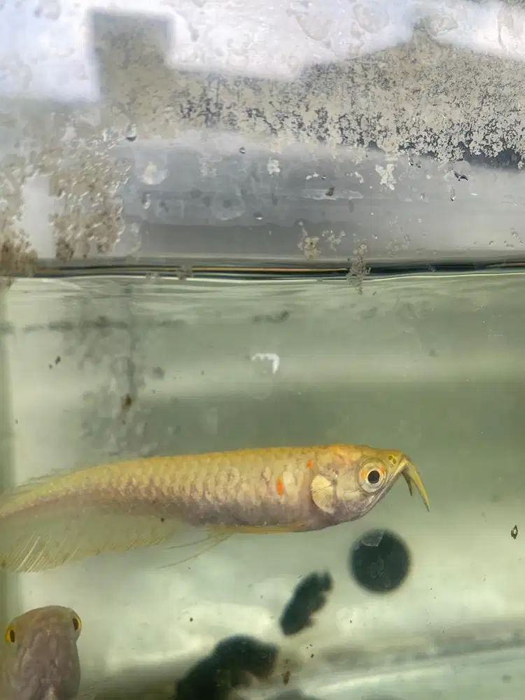 ikan arwana silver albino 10 cm