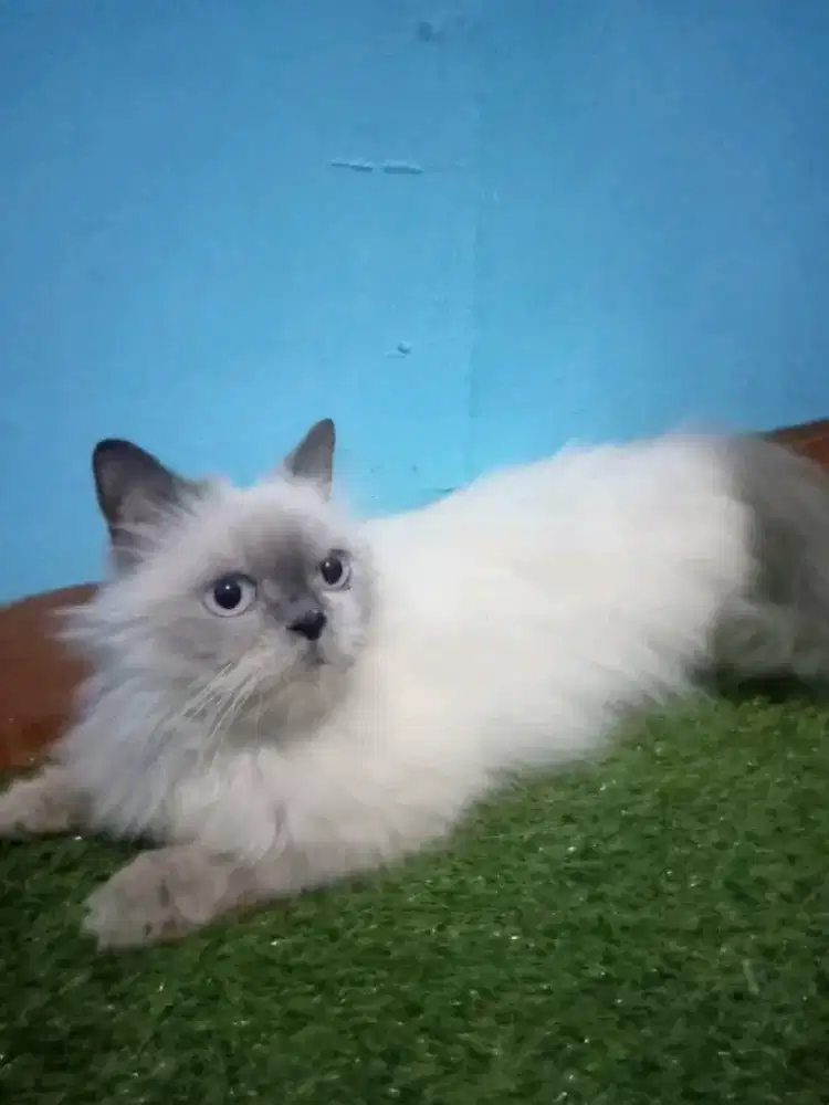 Himalaya betina 15bulan