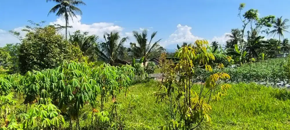 Jual Tanah Bonus 10 Pohon Durian Musangking