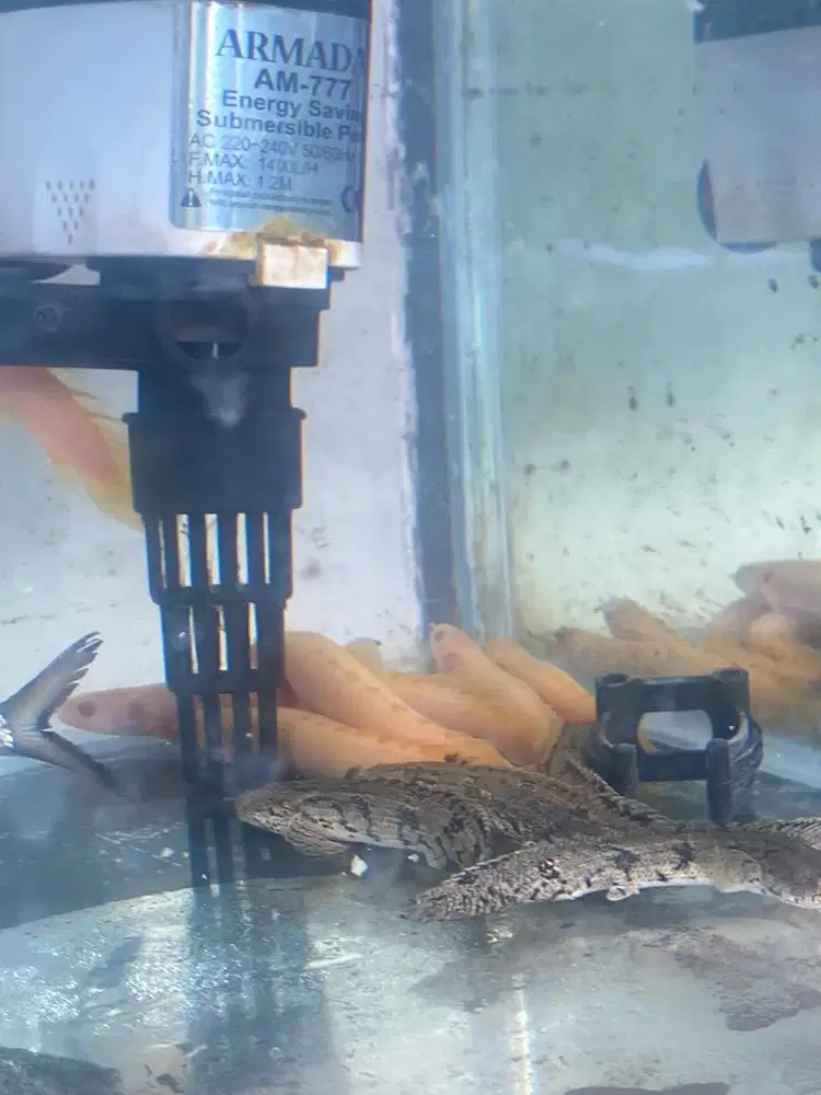 ikan palmas albino / palmas endlycheri size 10 cm