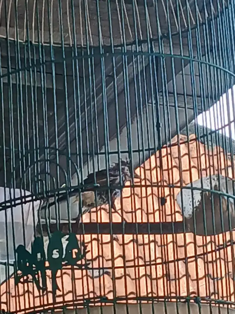 Monggo yg minat brung kutilang anakan lepas loloh jinak