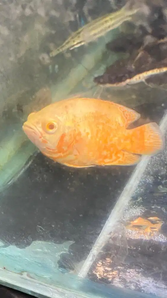 ikan oscar nemo 2 jarian