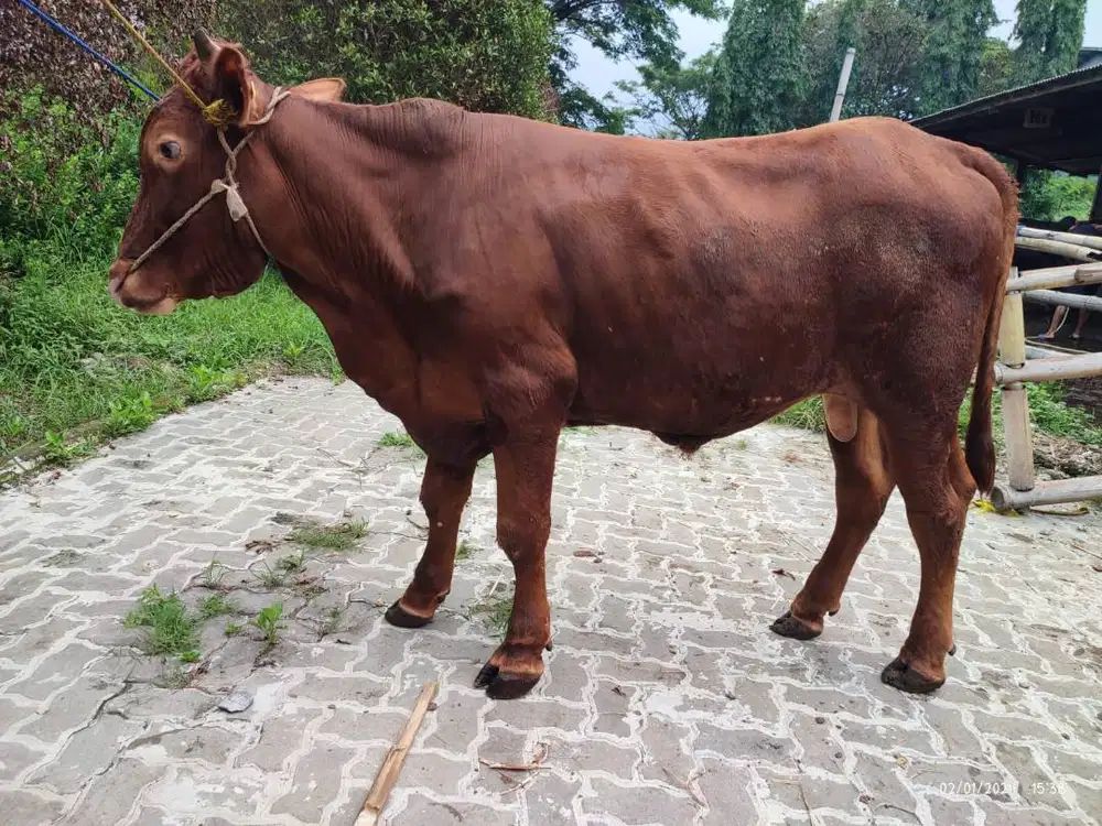 tabungan qurban 5jt/bln 5x sapi qurban 350kiloan timbang riil jamin ok