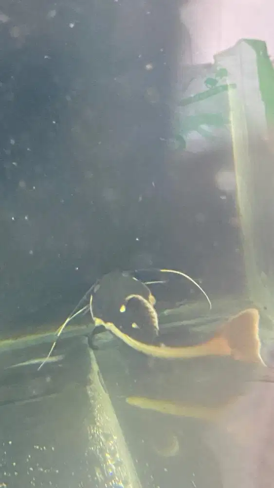 ikan rtc 10 cm predator