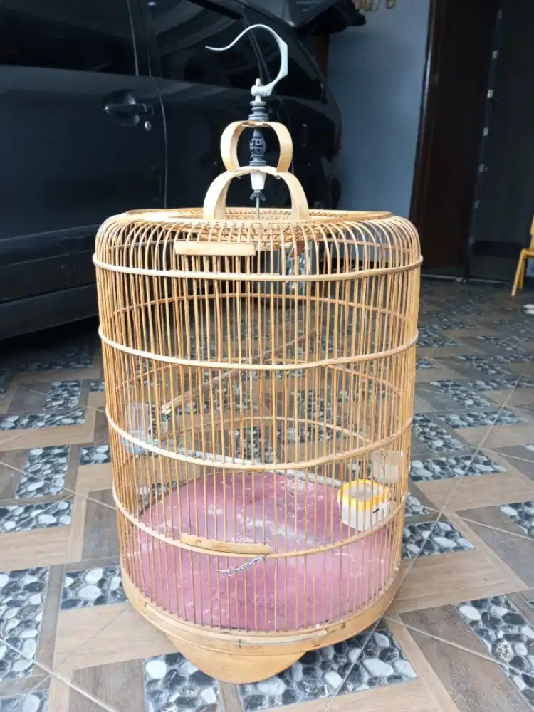 Kandang Murai no.4 size 53x70cm