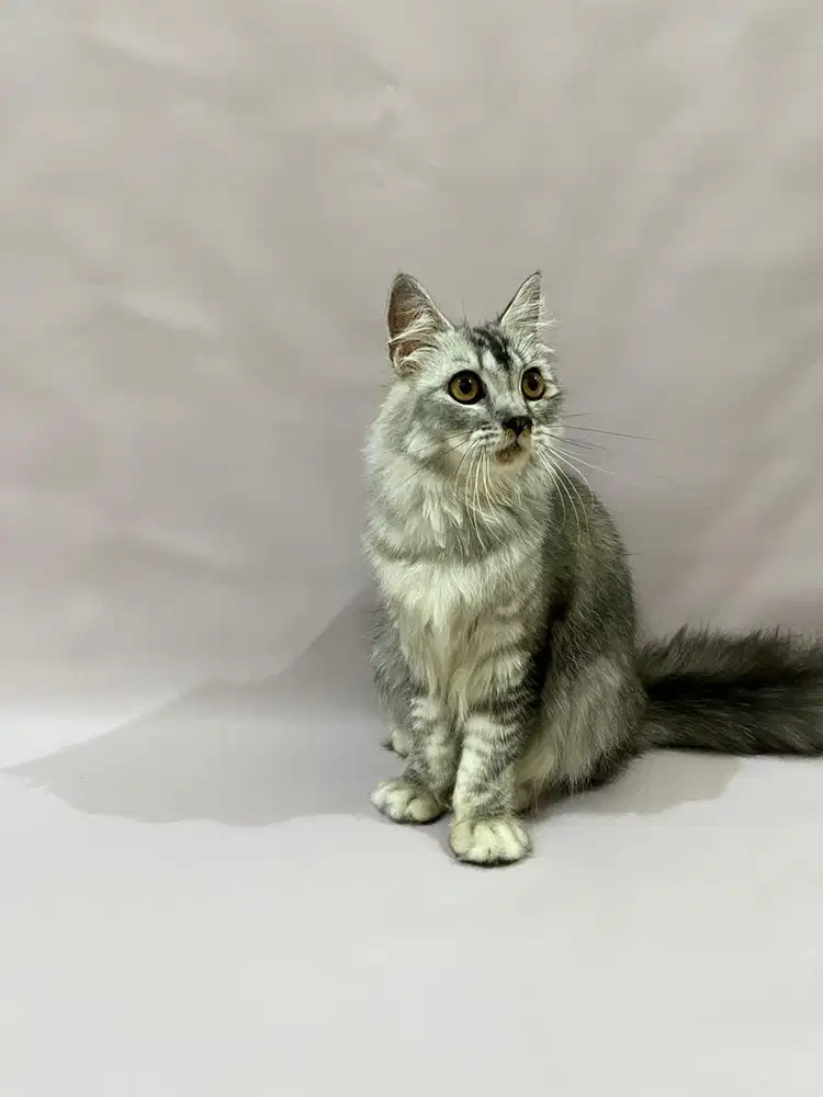 Scottish straight betina black silver tabby female