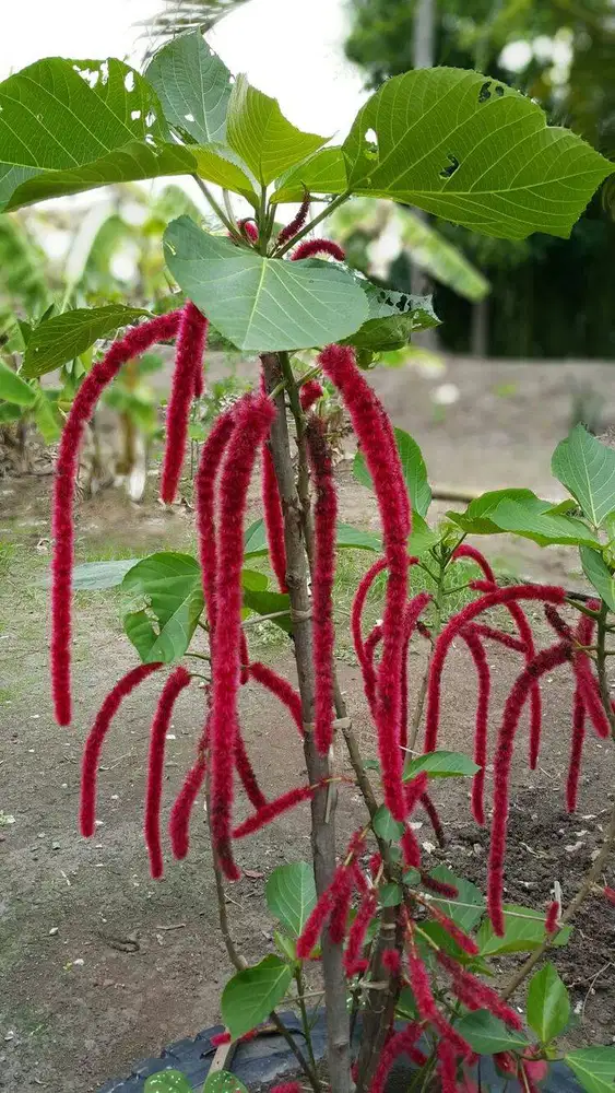 Cari kerja apa aja yang penting halal