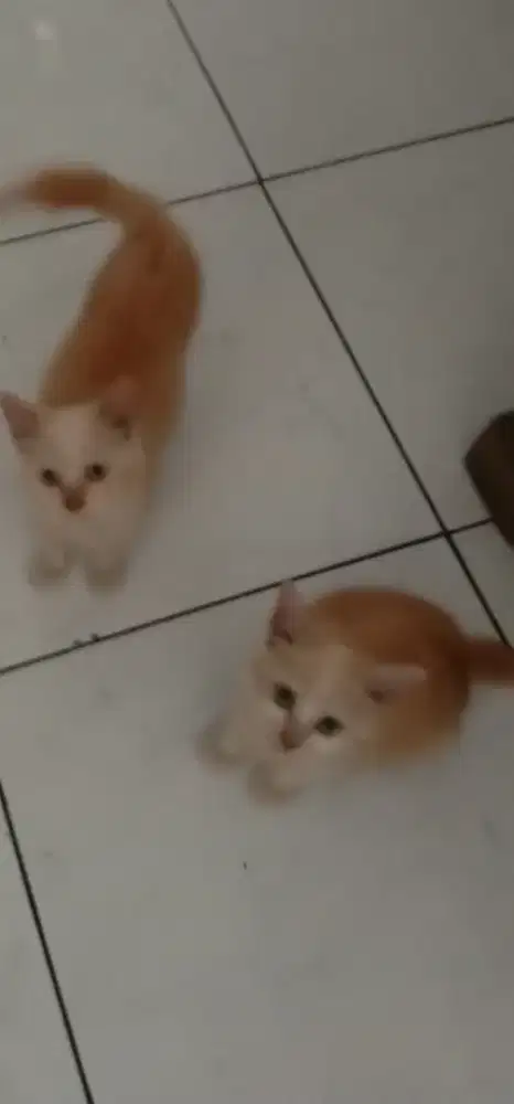 Mpus orange keturunan Persia mix